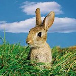 tnetennba rabbits
